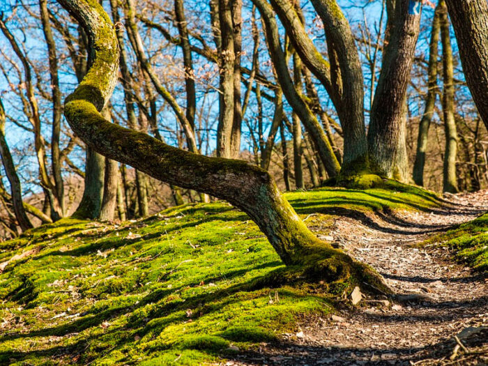 El Cerro de San Esteban, un lugar mágico - Hacienda La Coracera