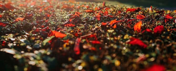 ISLA en Robledo de Chavela - Hacienda La Coracera