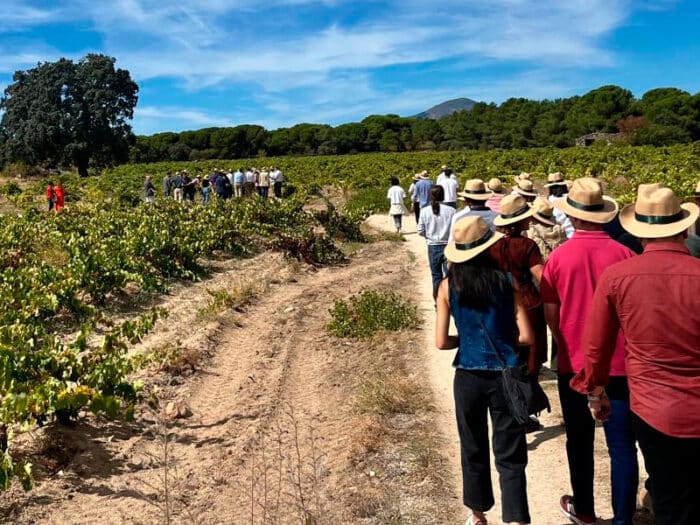 Viticultura ecológica en San Martín de Valdeiglesias - Hacienda La Coracera