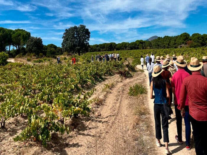 Viticultura ecológica en San Martín de Valdeiglesias - Hacienda La Coracera