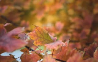 Valle de Iruelas en otoño, una visita perfecta - Hacienda La Coracera