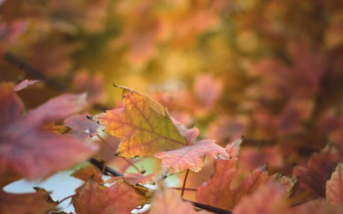 Valle de Iruelas en otoño, una visita perfecta - Hacienda La Coracera