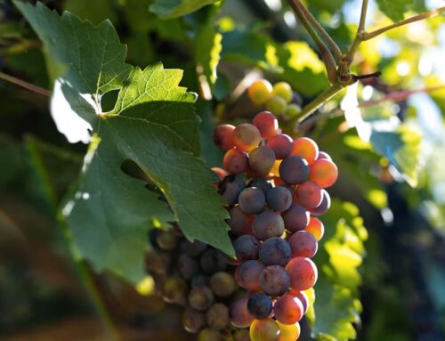 Vendimia en San Martín 2026: vino mesa y descanso